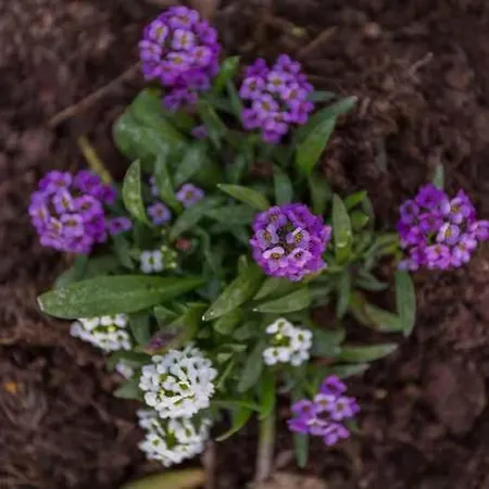 Апартаменты In 43526