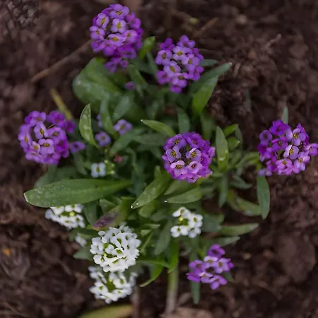 In 43526 * Дубровник